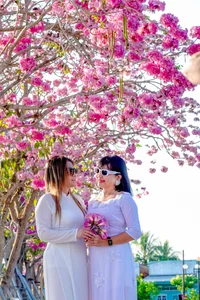 Experience the Magic of the Pink Trumpet Flower Road in Soc Trang - image 7