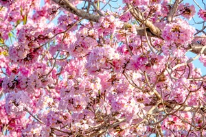 Experience the Magic of the Pink Trumpet Flower Road in Soc Trang - image 10