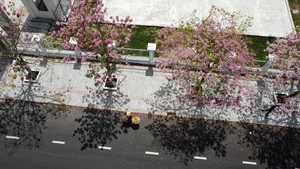Experience the Magic of the Pink Trumpet Flower Road in Soc Trang - image 1