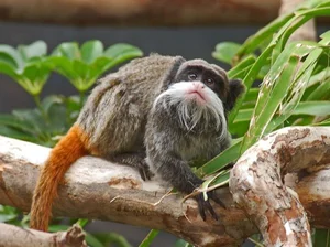 Why Do Japanese Macaque Mothers Sometimes Abandon Their Infants? Wildlife Behavior Explained - image 0