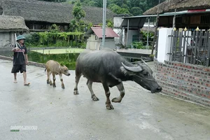 Preserving Tay Culture: Sustainable Tourism in Tha Village in 2026 - image 2