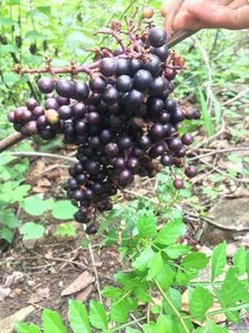From Wild Black Fruits to Lucrative Delicacies: Exotic Forest Harvests - image 5