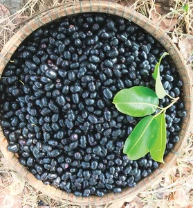 From Wild Black Fruits to Lucrative Delicacies: Exotic Forest Harvests - image 3