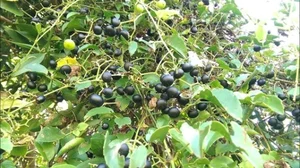 From Wild Black Fruits to Lucrative Delicacies: Exotic Forest Harvests - image 7