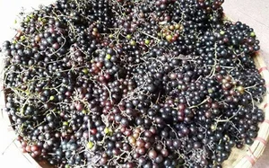 From Wild Black Fruits to Lucrative Delicacies: Exotic Forest Harvests - image 4