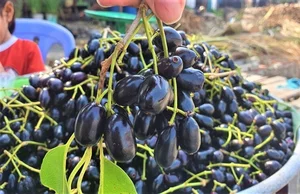 From Wild Black Fruits to Lucrative Delicacies: Exotic Forest Harvests - image 2