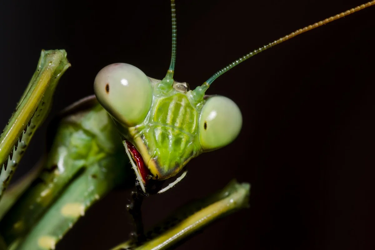 Nature's Dark Side: 4 Cold-Blooded Animals That Consume Their Mates