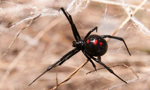 Nature's Dark Side: 4 Cold-Blooded Animals That Consume Their Mates - image 6