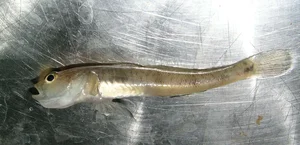 Nature's Dark Side: 4 Cold-Blooded Animals That Consume Their Mates - image 3
