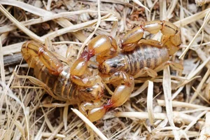 Nature's Dark Side: 4 Cold-Blooded Animals That Consume Their Mates - image 7