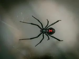Nature's Dark Side: 4 Cold-Blooded Animals That Consume Their Mates - image 2
