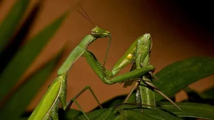 Nature's Dark Side: 4 Cold-Blooded Animals That Consume Their Mates - image 1