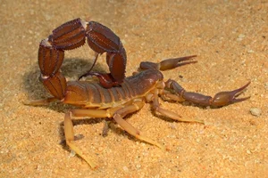 Nature's Dark Side: 4 Cold-Blooded Animals That Consume Their Mates - image 4