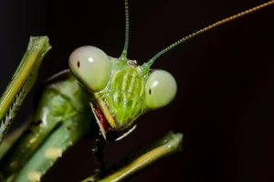 Nature's Dark Side: 4 Cold-Blooded Animals That Consume Their Mates - image 0