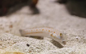 Nature's Dark Side: 4 Cold-Blooded Animals That Consume Their Mates - image 5
