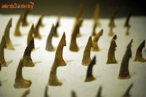 Inside the One-of-a-Kind Dinosaur Fossil Collection in Hanoi - image 11