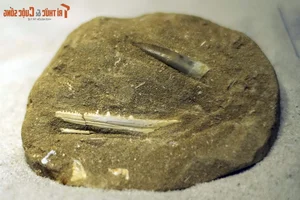 Inside the One-of-a-Kind Dinosaur Fossil Collection in Hanoi - image 7