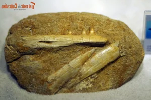 Inside the One-of-a-Kind Dinosaur Fossil Collection in Hanoi - image 9