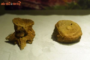 Inside the One-of-a-Kind Dinosaur Fossil Collection in Hanoi - image 10
