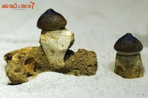 Inside the One-of-a-Kind Dinosaur Fossil Collection in Hanoi - image 12