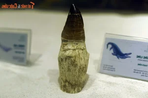 Inside the One-of-a-Kind Dinosaur Fossil Collection in Hanoi - image 14