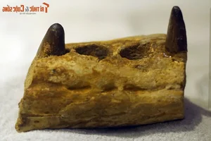 Inside the One-of-a-Kind Dinosaur Fossil Collection in Hanoi - image 8