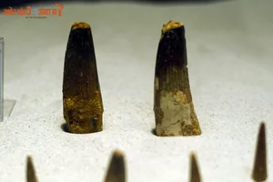 Inside the One-of-a-Kind Dinosaur Fossil Collection in Hanoi - image 13