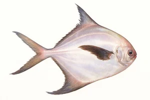 Fascinating Culinary Facts About Southeast Asia's Most Delicious Fish - image 6