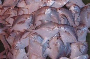 Fascinating Culinary Facts About Southeast Asia's Most Delicious Fish - image 5