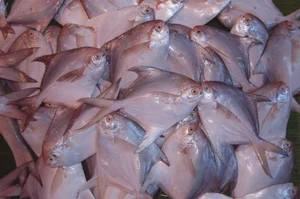 Fascinating Culinary Facts About Southeast Asia's Most Delicious Fish - image 7