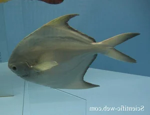 Fascinating Culinary Facts About Southeast Asia's Most Delicious Fish - image 1