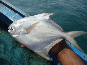 Fascinating Culinary Facts About Southeast Asia's Most Delicious Fish - image 4