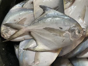 Fascinating Culinary Facts About Southeast Asia's Most Delicious Fish - image 2