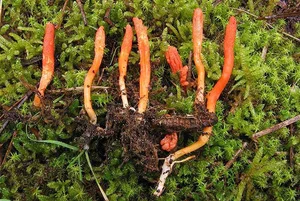 Farmer Unearths Ancient Treasure More Valuable Than Gold While Digging for Potatoes - image 4