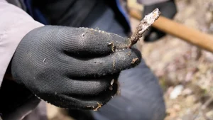 Farmer Unearths Ancient Treasure More Valuable Than Gold While Digging for Potatoes - image 1
