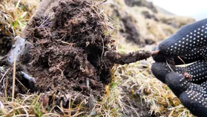 Farmer Unearths Ancient Treasure More Valuable Than Gold While Digging for Potatoes - image 2