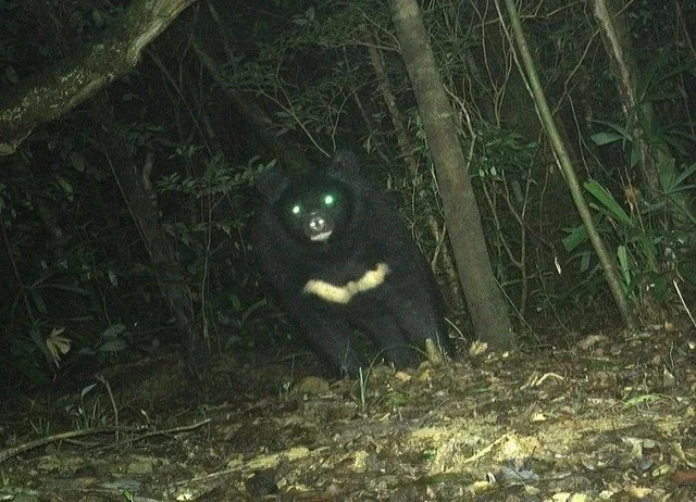 Successful Rescue of Endangered Moon Bear from Wildlife Trade
