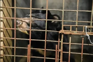 Successful Rescue of Endangered Moon Bear from Wildlife Trade - image 5