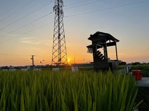 Escape to Nature: The Unique Rice Field Cafe in Thai Binh - image 5