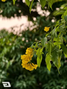 One Week with the Vivo X300 Pro: Testing the Ultimate 10x Zoom Camera - image 2