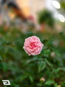 One Week with the Vivo X300 Pro: Testing the Ultimate 10x Zoom Camera - image 4