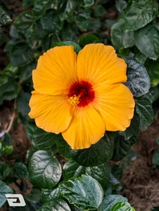 One Week with the Vivo X300 Pro: Testing the Ultimate 10x Zoom Camera - image 27