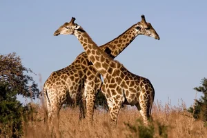 The Most Notorious Courting Strategies in the Animal Kingdom - image 6