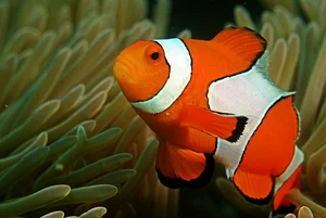 The Most Notorious Courting Strategies in the Animal Kingdom - image 5