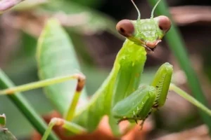 The Most Notorious Courting Strategies in the Animal Kingdom - image 7