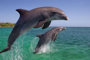 The Most Notorious Courting Strategies in the Animal Kingdom - image 0