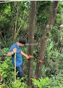 Environmental Alarm: The Devastating Impact of Forest Destruction - image 6