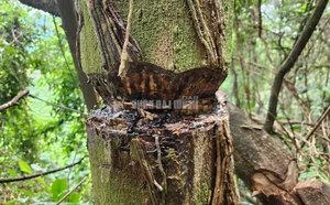 Environmental Alarm: The Devastating Impact of Forest Destruction - image 3