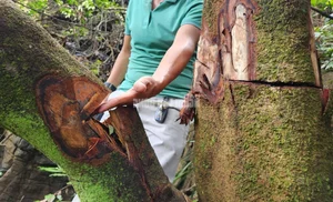 Environmental Alarm: The Devastating Impact of Forest Destruction - image 2