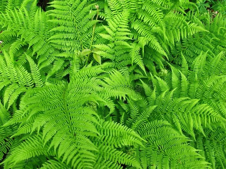 Discover the Secret History of Ferns: Prehistoric Survivors That Dominated the World Long Before Dinosaurs and Their Modern Evolution